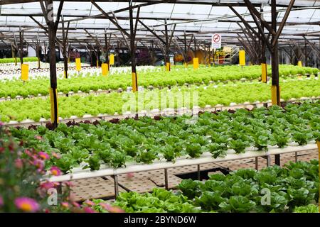 vegetables grown using hydroponics in cameron highland, malaysia Stock Photo