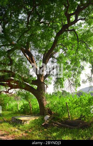 Big neem tree or Azadirachta indica in village. Very powerful Indian medicinal tree. Stock Photo