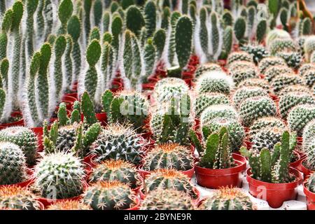cactus in cameron highland, malaysia Stock Photo - Alamy