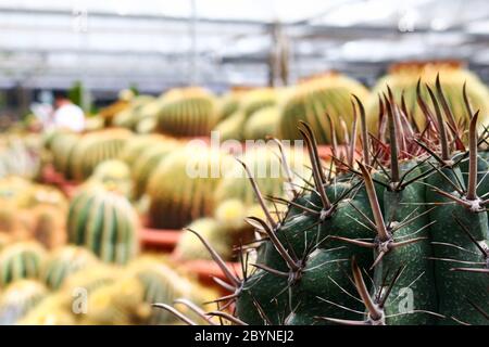 cactus in cameron highland, malaysia Stock Photo - Alamy