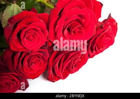 Three fresh red roses over white background Stock Photo