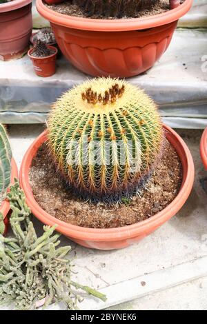 cactus in cameron highland, malaysia Stock Photo - Alamy