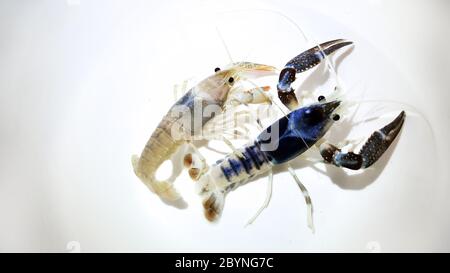 crayfish ghost breeding isolated on white background Stock Photo