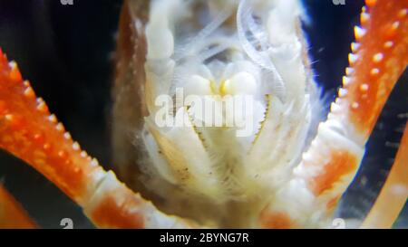 close-up crayfish ghost isolated on white background Stock Photo