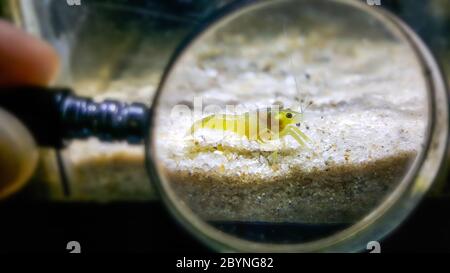 baby crayfish ghost isolated on white background Stock Photo