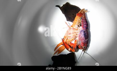 crayfish ghost breeding isolated on white background Stock Photo
