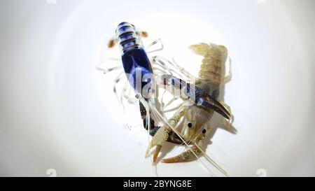 crayfish ghost breeding isolated on white background Stock Photo