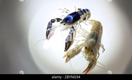 crayfish ghost breeding isolated on white background Stock Photo