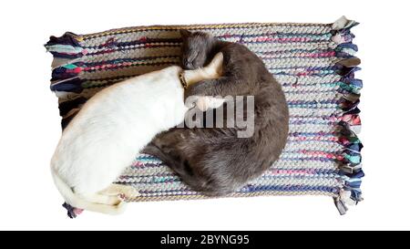 cat sleeping together lay down on carpet Stock Photo
