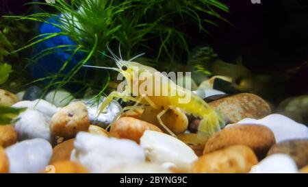 baby crayfish ghost in aquarium Stock Photo