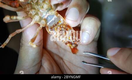 crayfish ghost with bad eggs Stock Photo