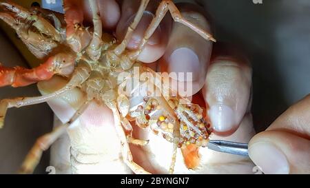 crayfish ghost with bad eggs Stock Photo