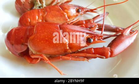 crayfish boiled on plate Stock Photo