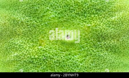 close-up green pomelo of thailand fruit Stock Photo