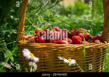 Rustic wicker basket with juicy ripe strawberries in a green meadow with flowering white daisies in spring in a close up side view Stock Photo