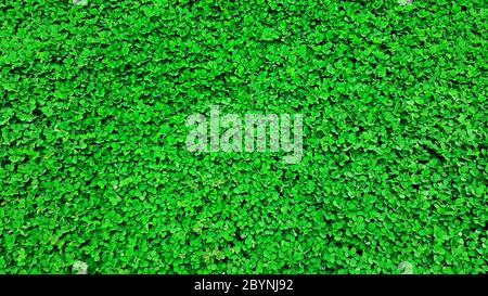 green grass nature background, desmodium triflorum Stock Photo