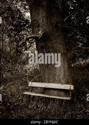 Black & White, Empty bench under old oak tree in the Cheshire countryside Stock Photo