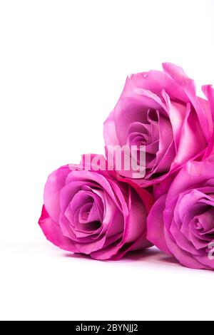 Three fresh pink roses over white background Stock Photo