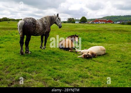 Three farm horses resting in a field in North Yorkshire a large grey standing and two smaller horses lying down Stock Photo