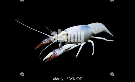 crayfish procambarus clarkii ghost, raising freshwater aquarium lobster in thailand, asia Stock Photo
