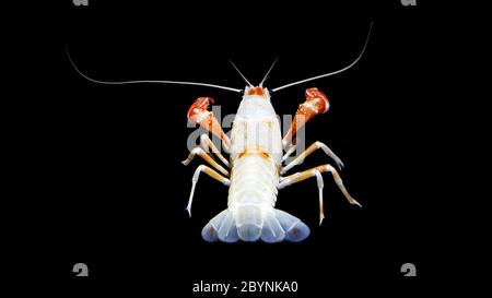 crayfish procambarus clarkii ghost, raising freshwater aquarium lobster in thailand, asia Stock Photo