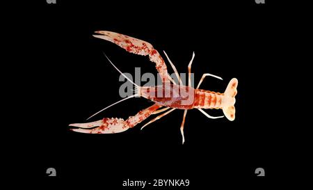 crayfish procambarus clarkii ghost, raising freshwater aquarium lobster in thailand, asia Stock Photo