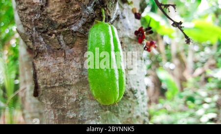 fresh bilimbi fruit health on tree Stock Photo