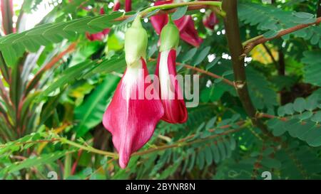 close-up red flower agasta, sesbania grandiflora Stock Photo