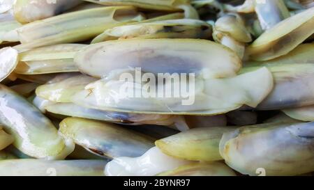 close-up pharella javanica, razor clam shell nature Stock Photo