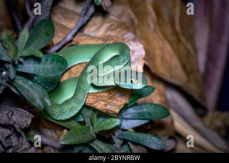 Beautiful large eyed viper ready to hunt at night asian reptile Stock Photo