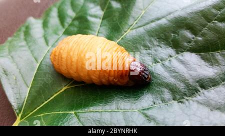 sago worm, larvae from the red palm weevil on green leaf Stock Photo