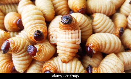 sago worm, larvae from the red palm weevil Stock Photo