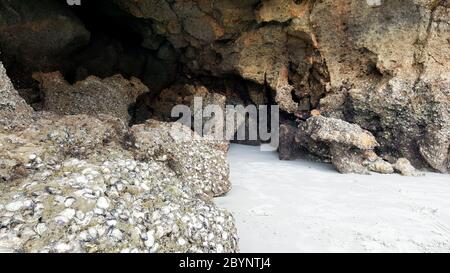 oyster shell on rock beach sea cave Stock Photo