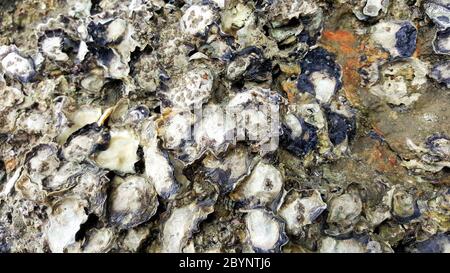 oyster shell on rock beach sea cave Stock Photo