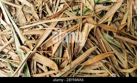 old dried bamboo leaves, texture background Stock Photo