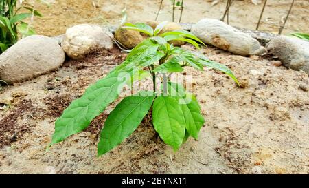 close-up avocado tree grow up from seed Stock Photo