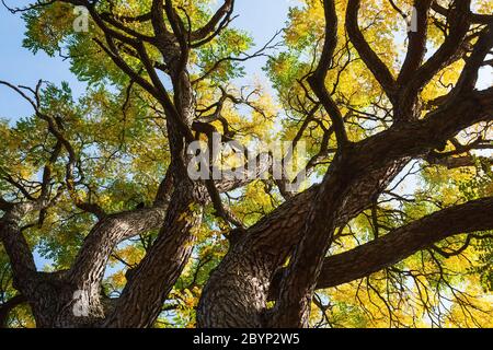 leaves with autumn colors of the Gymnocladus Dioicus tree Stock Photo