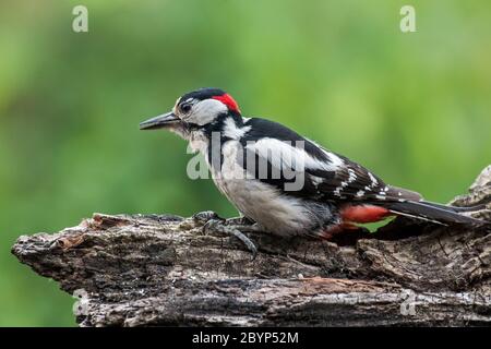 Great spotted woodpecker / greater spotted woodpecker (Dendrocopos major) male foraging on tree stump