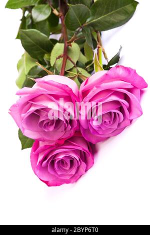 Three fresh pink roses over white background Stock Photo - Alamy