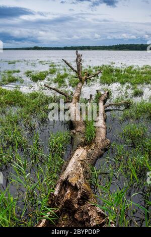 Old dead Oak tree fallen into the lake "Mer Rouge" in the Brenne National Park and Nature Reserve, Indre, France. Stock Photo