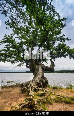 Ancient twisted Oak tree on shore of the lake 'Mer Rouge' in the Brenne National Park and Nature Reserve, Indre, France. Stock Photo