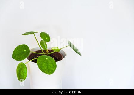 Beautiful Chinese money plant (Pilea Peperomioides) exotic houseplant on white background. Exotic plant detail. Stock Photo