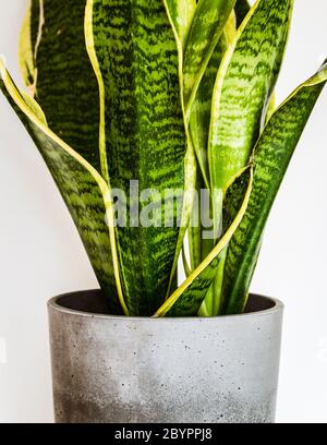 Close-up on the beautifully patterned leaves of a snake plant (sansevieria trifasciata var. Laurentii) in a concrete planter. Stock Photo
