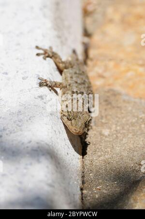 Gecko, europe, Moorish wall gecko, Tarantula mauritanica, crocodile gecko, European common gecko, Maurita naca gecko. Andalusia, Spain Stock Photo