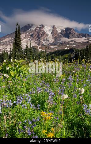 WA16619-00...WASHINGTON -  Wildflowers blooming on Mazama Ridge in Mount Rainier National Park. Stock Photo