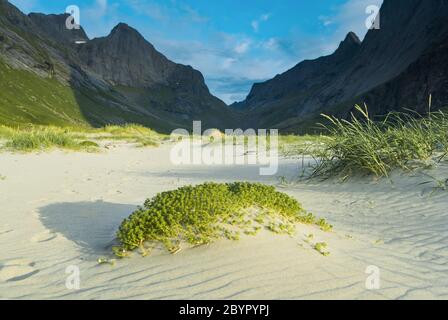 Dune in warm sunlight with beautiful white sand pattern and green gras. Horseid Beach in the Lofoten Islands, Norway Stock Photo
