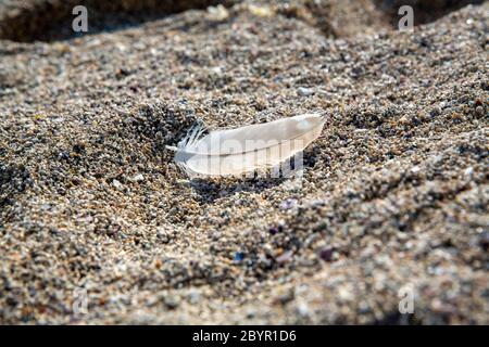 Sunlight passing through a bird's white feather fallen on sand. Stock Photo