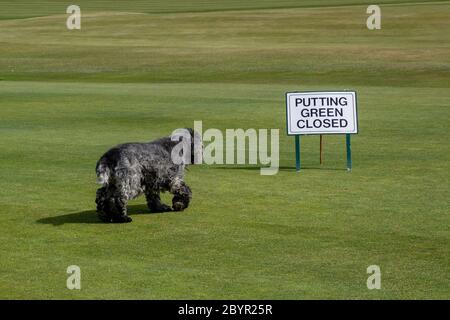 Dog walking towards Putting Green Closed sign at Glen Golf Club, due to Coronavirus Pandemic Stock Photo