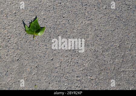 A small green leaf fallen on grey concrete floor Stock Photo