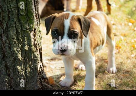 A small boxer puppy standing next to a tree, view in sunny day Stock Photo